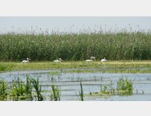 Danube Delta