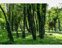 Parc Carol summer.jpg