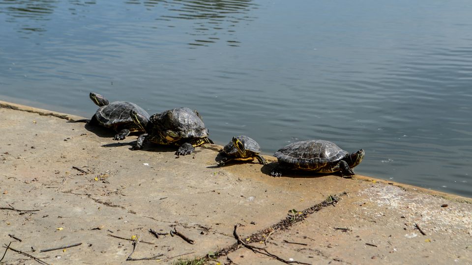 Parc Carol summer.jpg