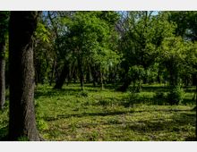 Parc Carol summer.jpg