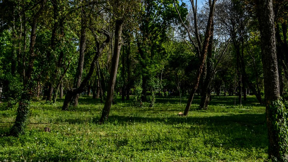 Parc Carol summer.jpg