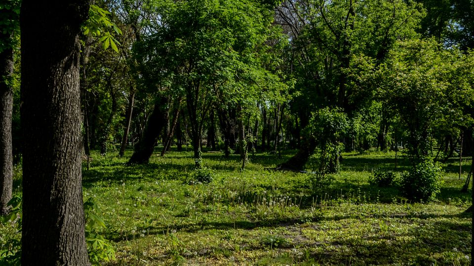 Parc Carol summer.jpg