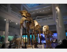 Museum of National History