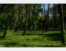 Parc Carol summer.jpg