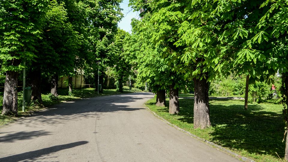 Parc Carol summer.jpg