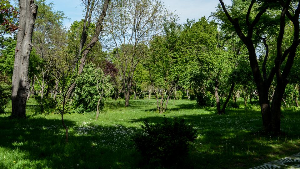 Parc Carol summer.jpg