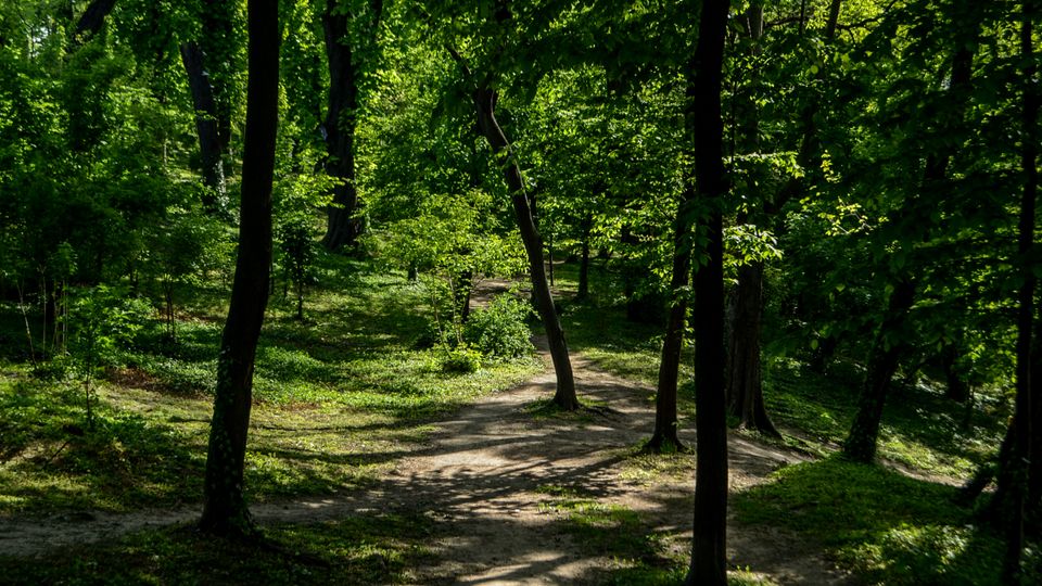 Parc Carol summer.jpg