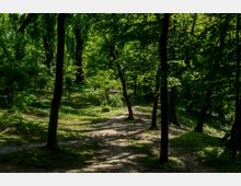 Parc Carol summer.jpg