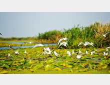 Danube Delta